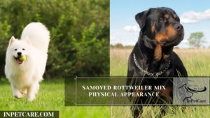 Samoyed Rottweiler Mix Physical Appearance