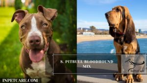 Pitbull Bloodhound Mix