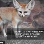 Japanese Spitz Pomeranian Mix Pictures Cost Care