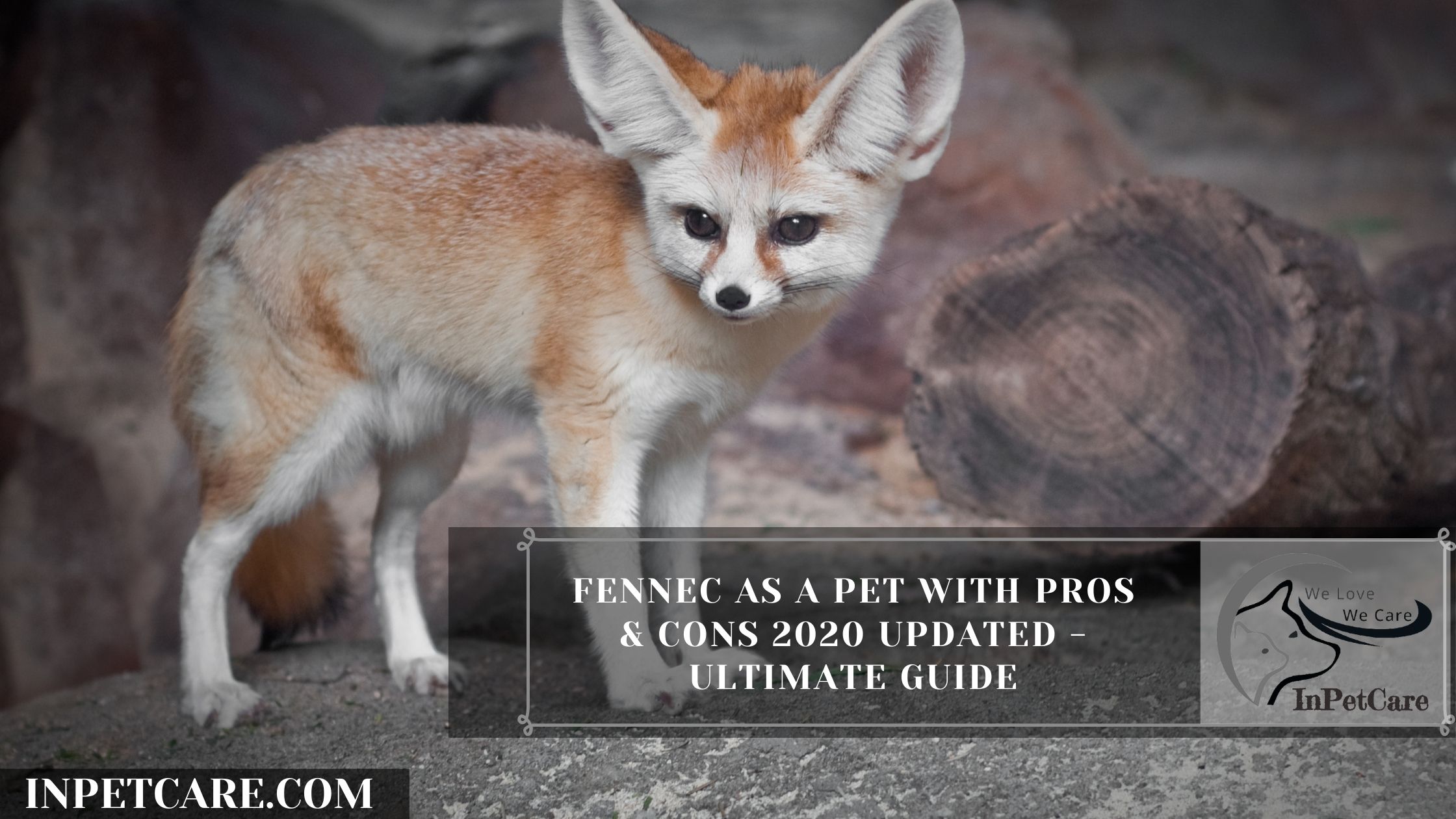 Fennec Foxes As Pets: Cost, Legalities, Risks & Ease of Care
