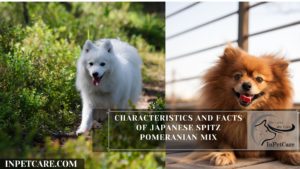 Japanese Spitz Pomeranian Mix Pictures Cost Care More