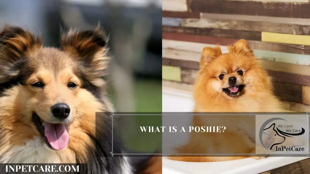 What Is A Poshie?