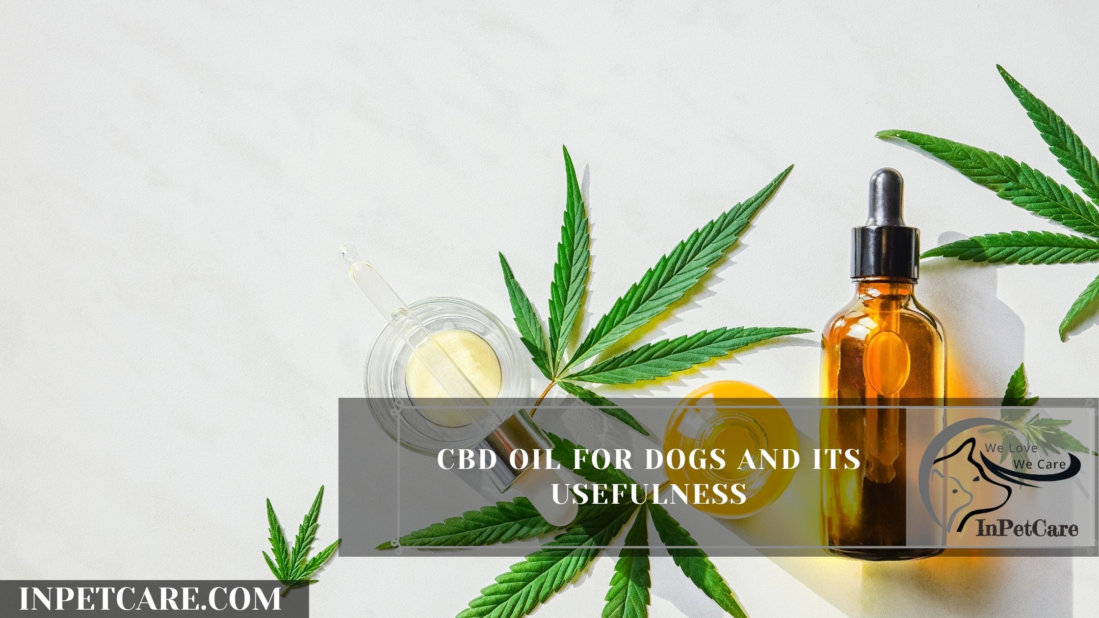 Best Dog CBD Oil: How To Know What's Right For Your Dog