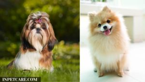 Shih Tzu Pomeranian Mix: Pictures, cost to buy, care & more