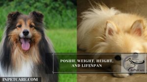 Poshie Weight, Height, And Lifespan