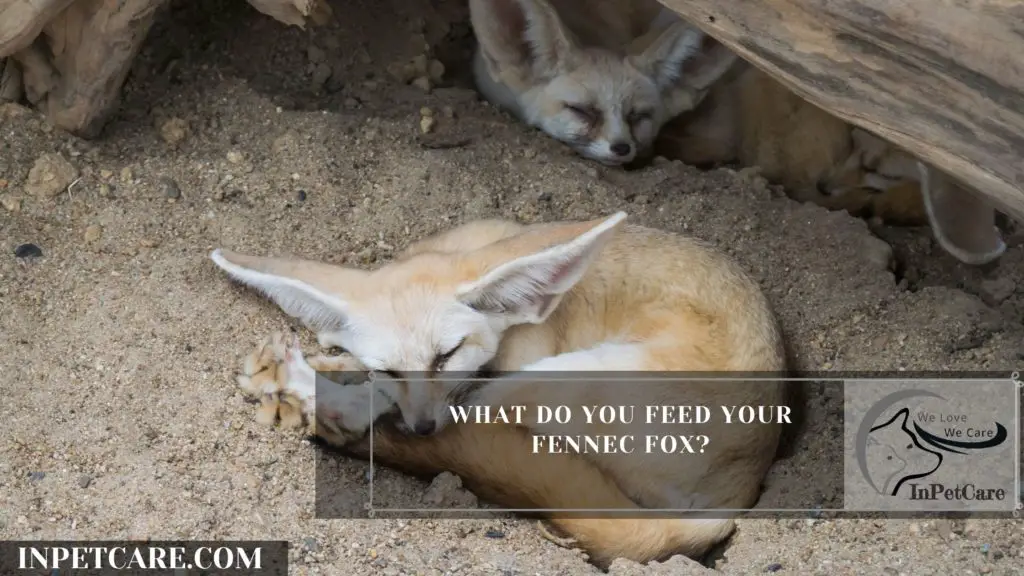 What are the Pros of keeping a fennec fox as a pet?