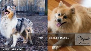 Poshie Health Issues