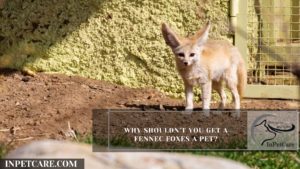 Why Shouldn’t You Get a Fennec Foxes a pet?