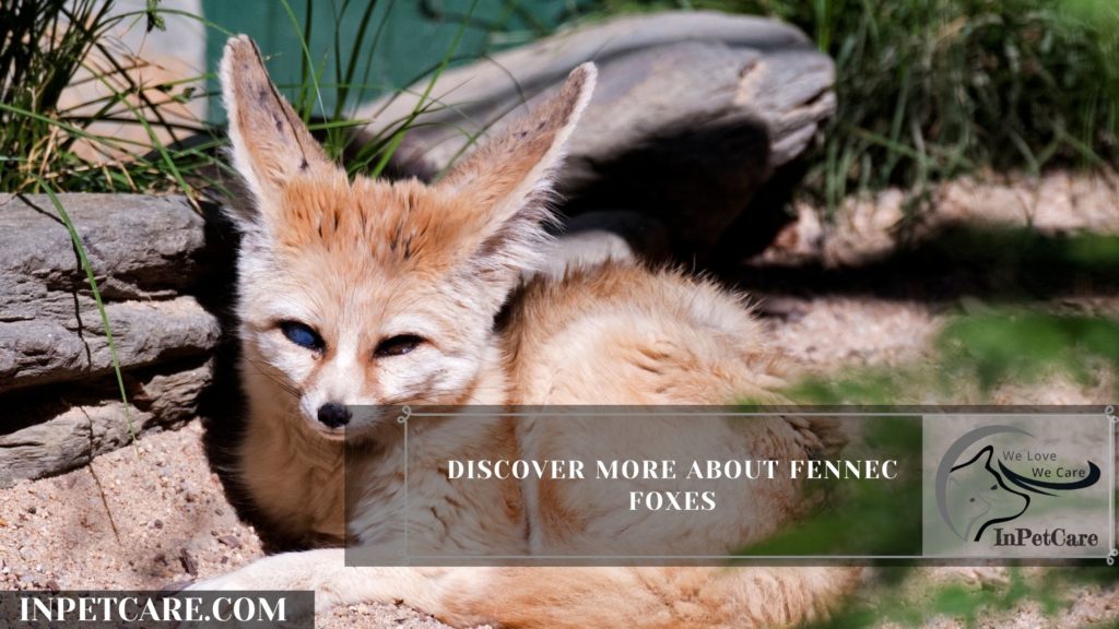 Discover more about fennec foxes