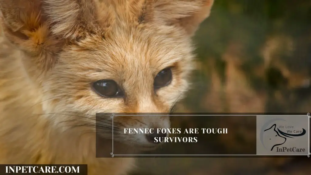 Fennec Foxes are Tough Survivors