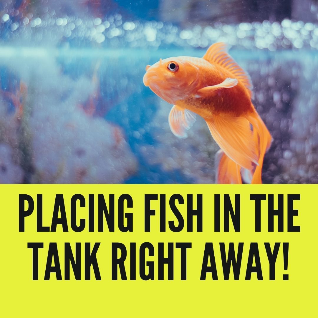 Can I Put My Fish In The Tank Right Away? » 12 Hours Rule