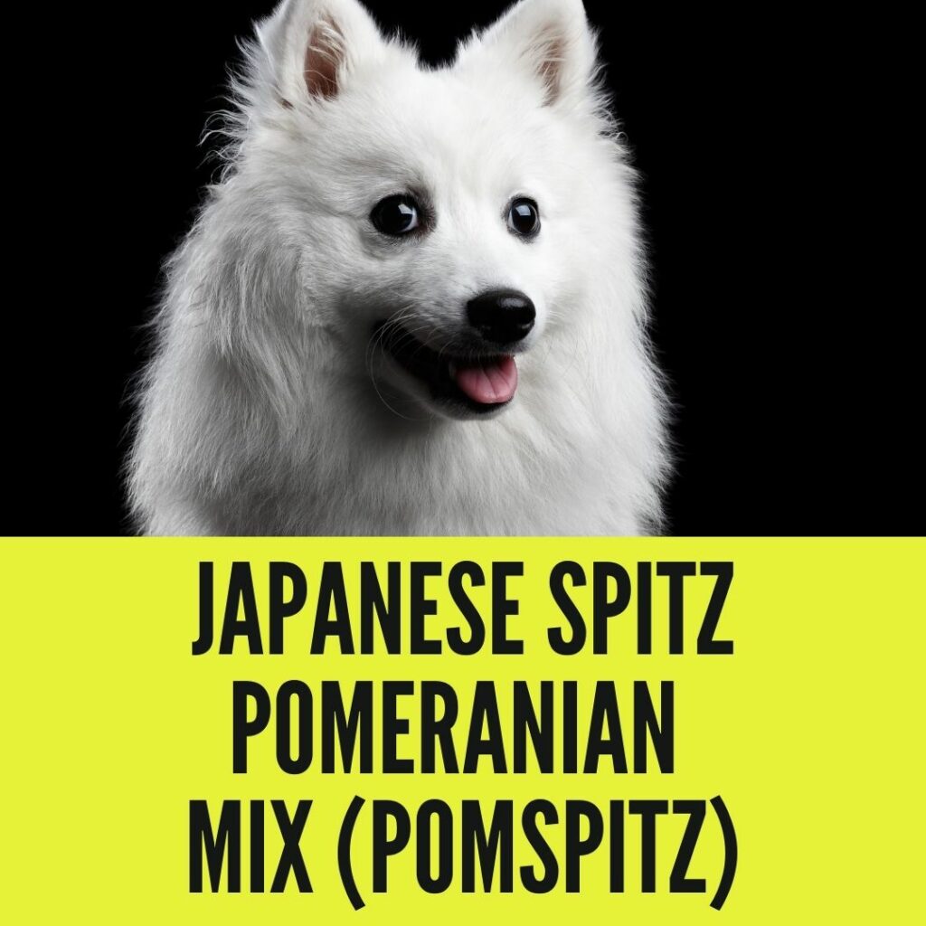 Japanese spitz Pomeranian mix (pomspitz)