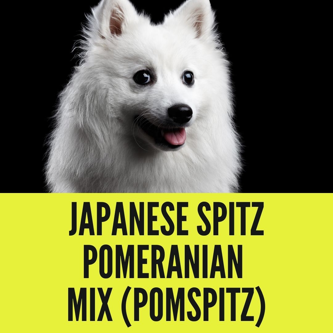 Japanese Spitz Pomeranian Mix: Pictures, Cost, Care