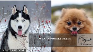 Siberian Husky Pomeranian Mix (Pomsky): Pictures, Cost, Care & More