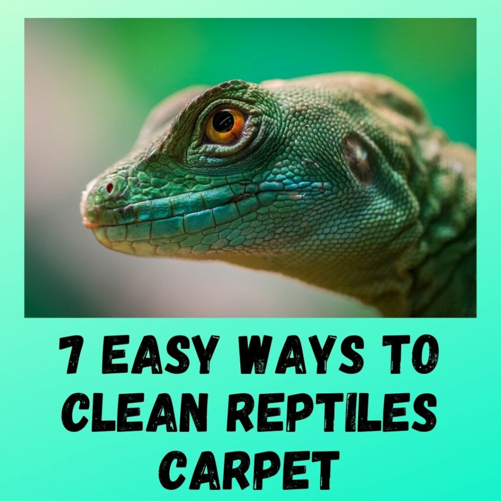 how to clean reptiles carpet