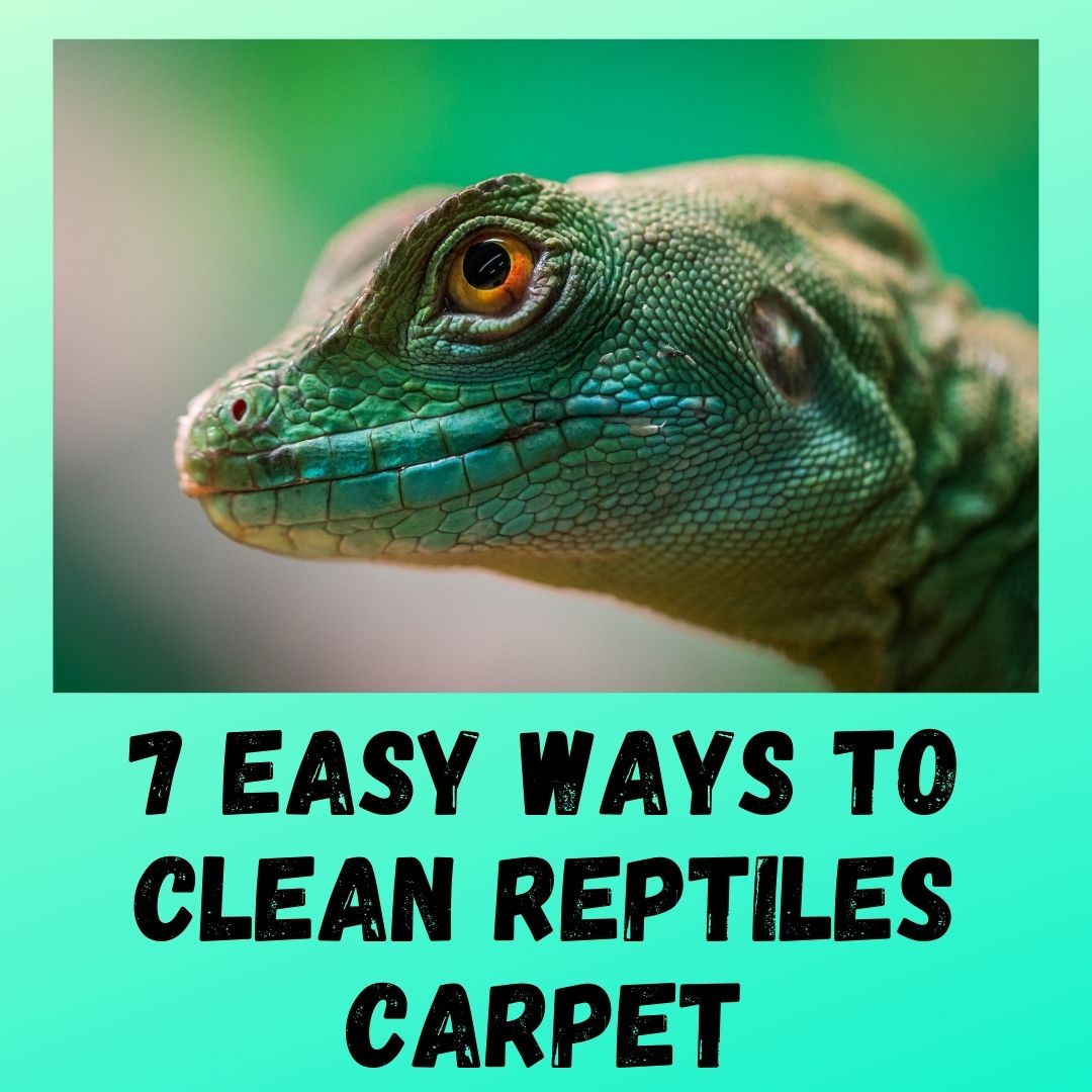 7 Easy Steps How to Clean Reptile Carpet (With Pictures)