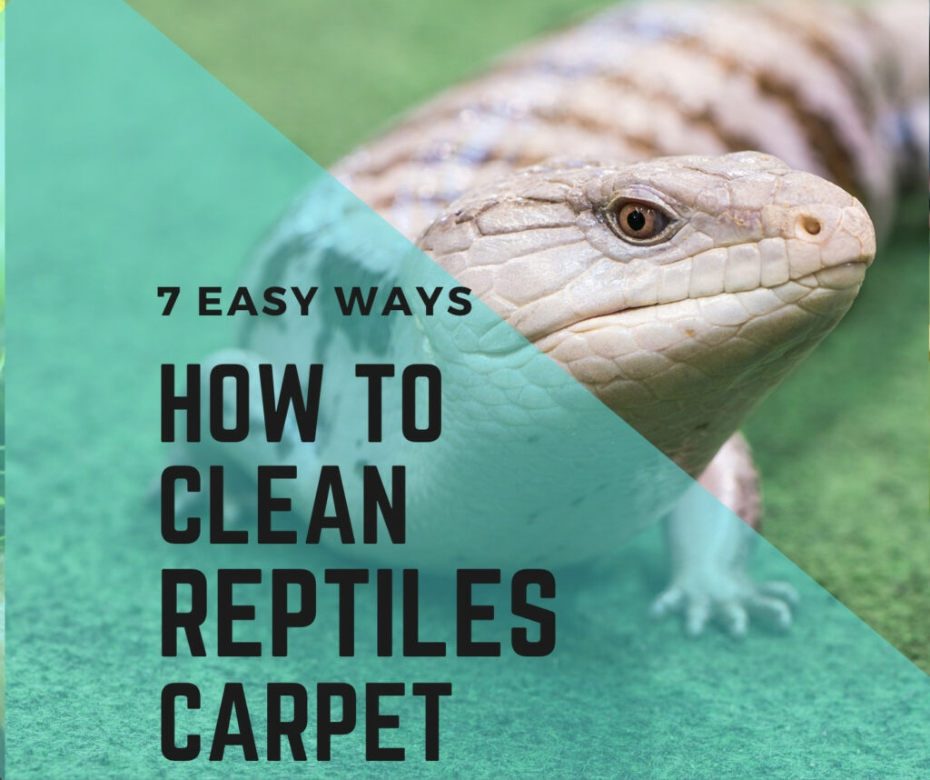 How to clean reptile carpet? easy ways