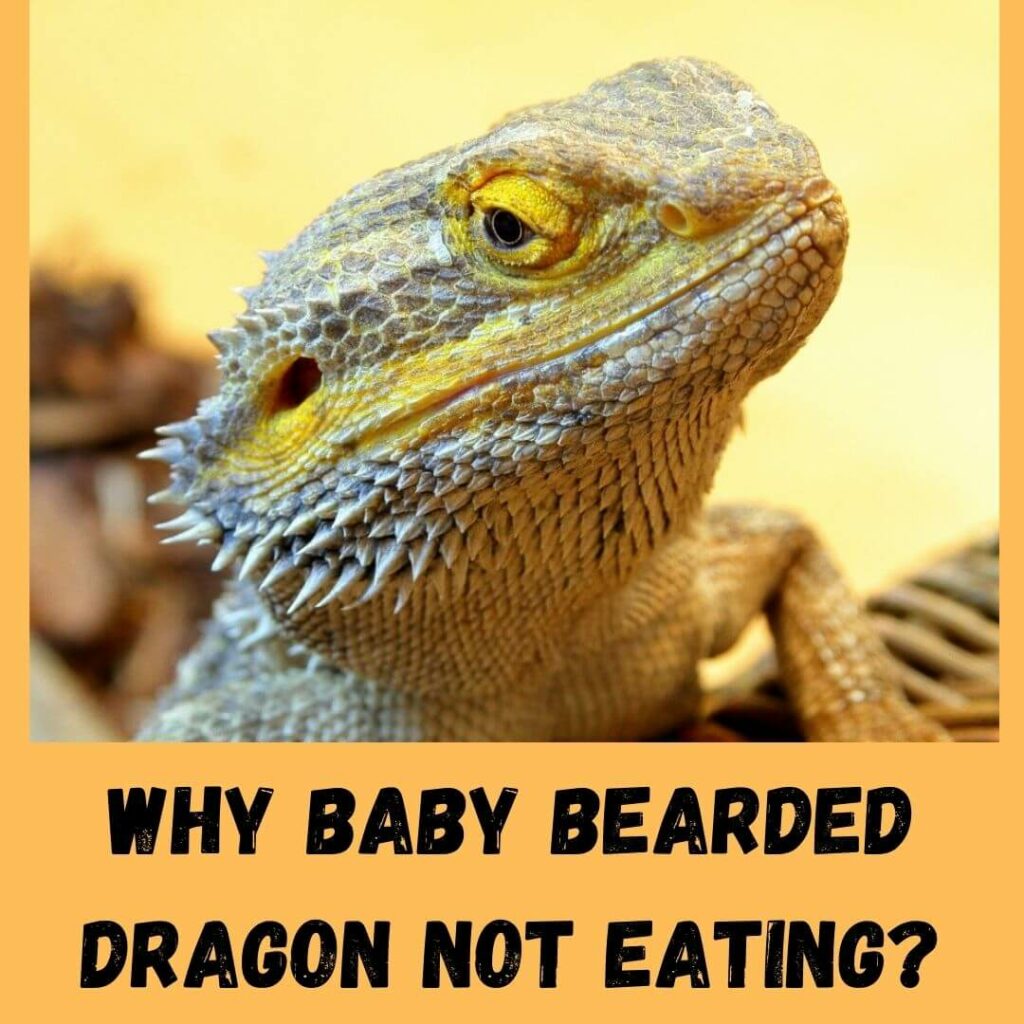 why baby bearded dragon not eating
