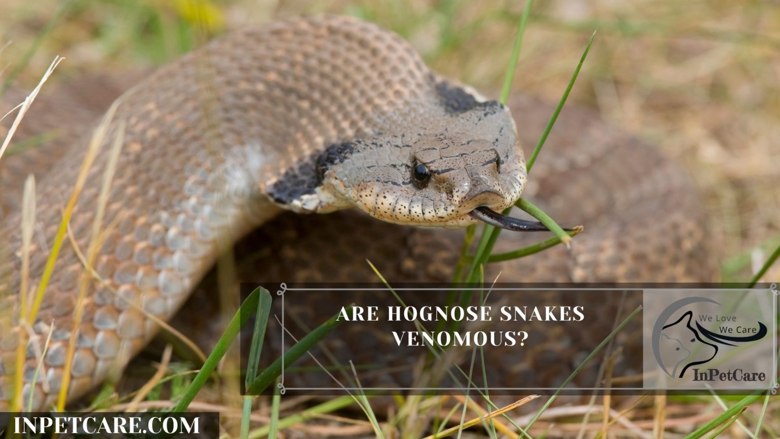 Are Hognose Snakes Venomous? » In Pet Care