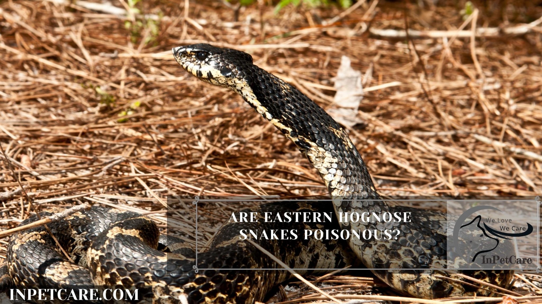 Are Eastern Hognose Snakes Poisonous? » IN PET CARE