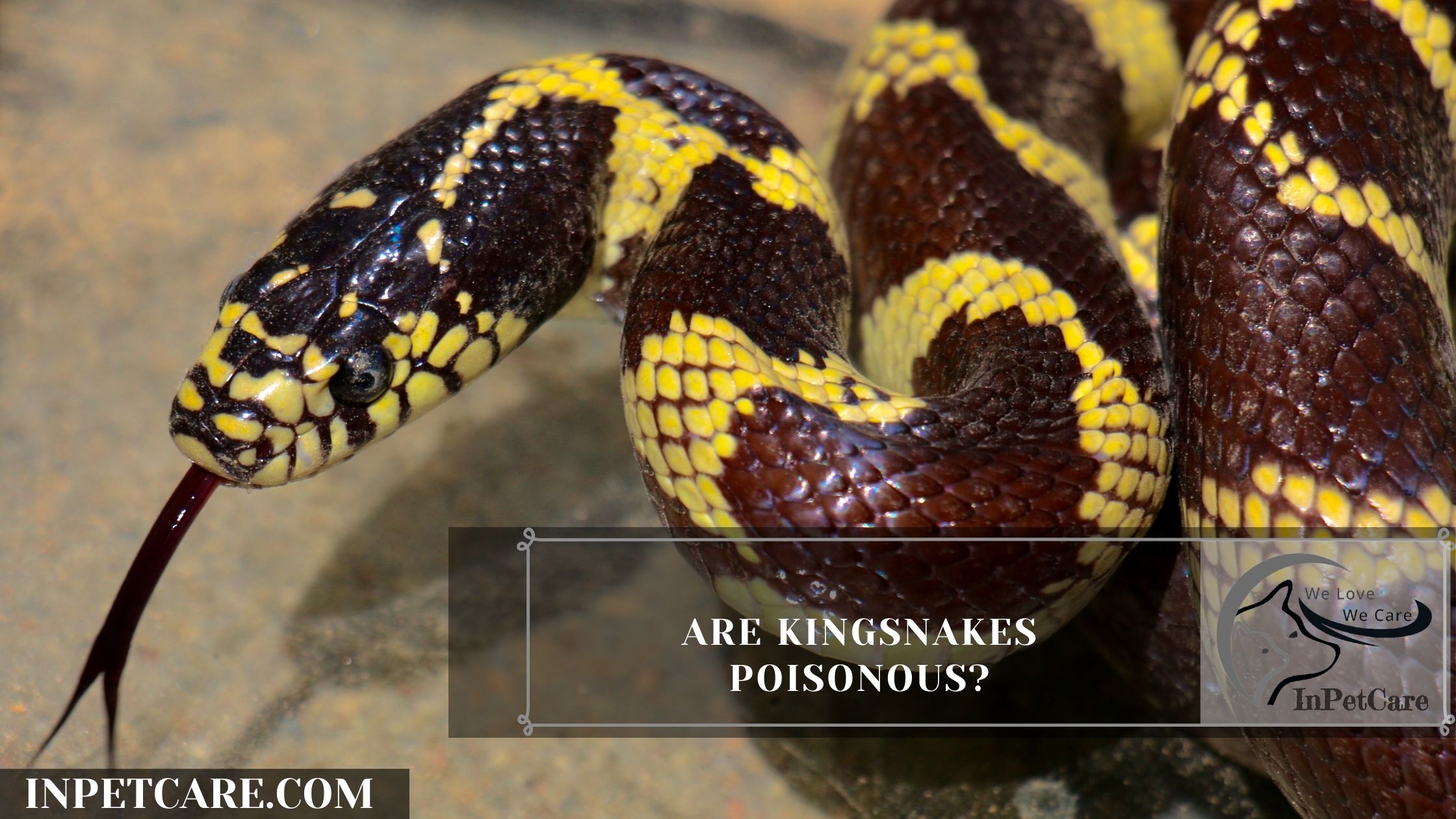 Are Kingsnakes Poisonous?