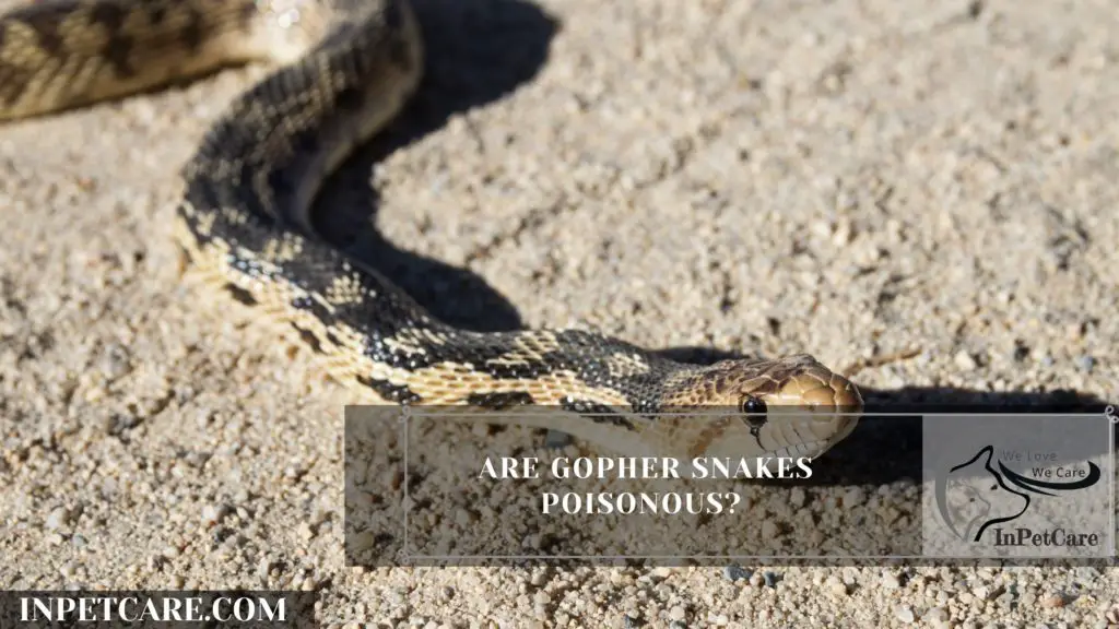 Are Gopher Snakes Poisonous? Tips To Treat Its Bite