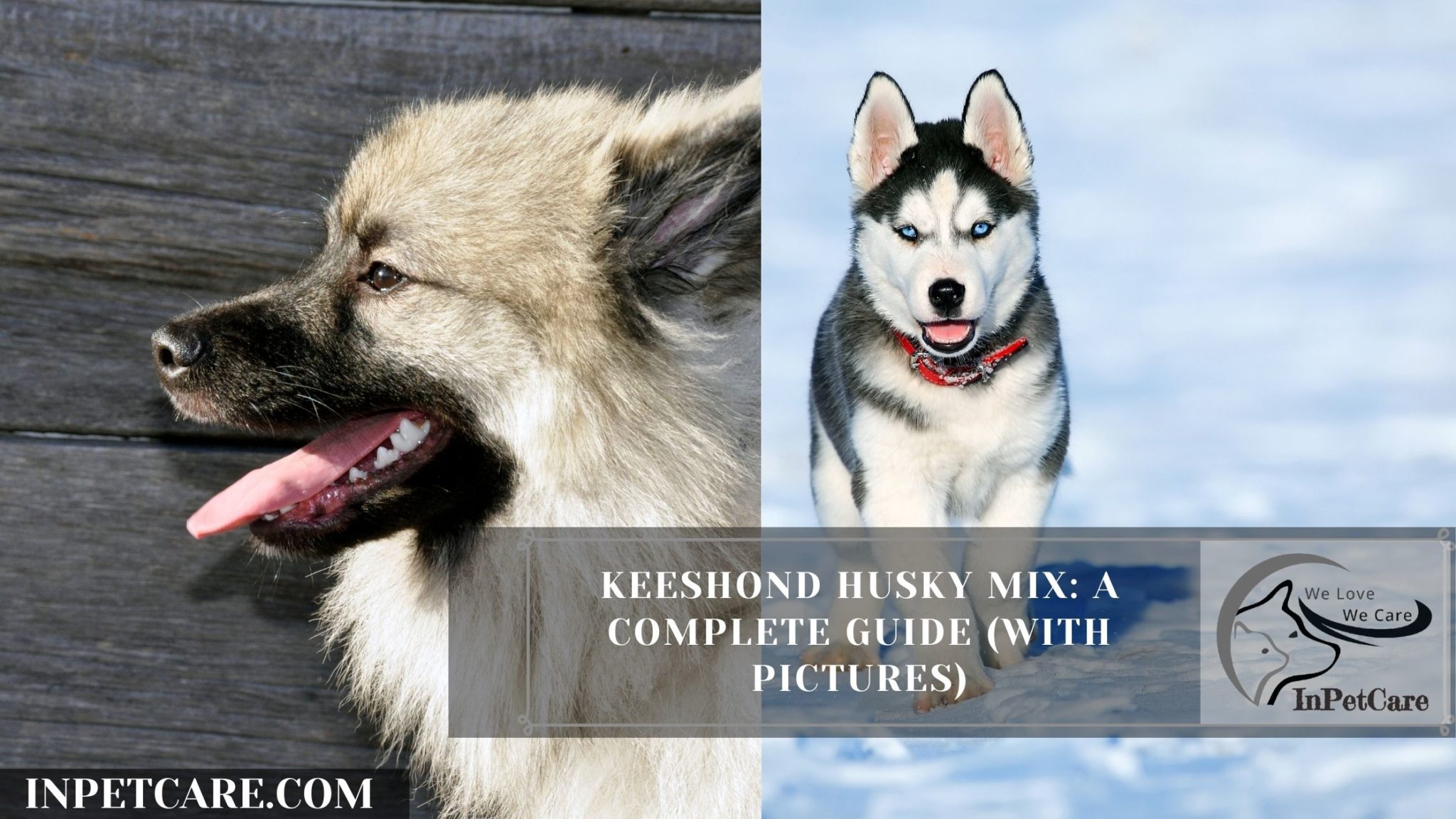 Keeshond Husky Mix A Complete Guide (With Pictures)