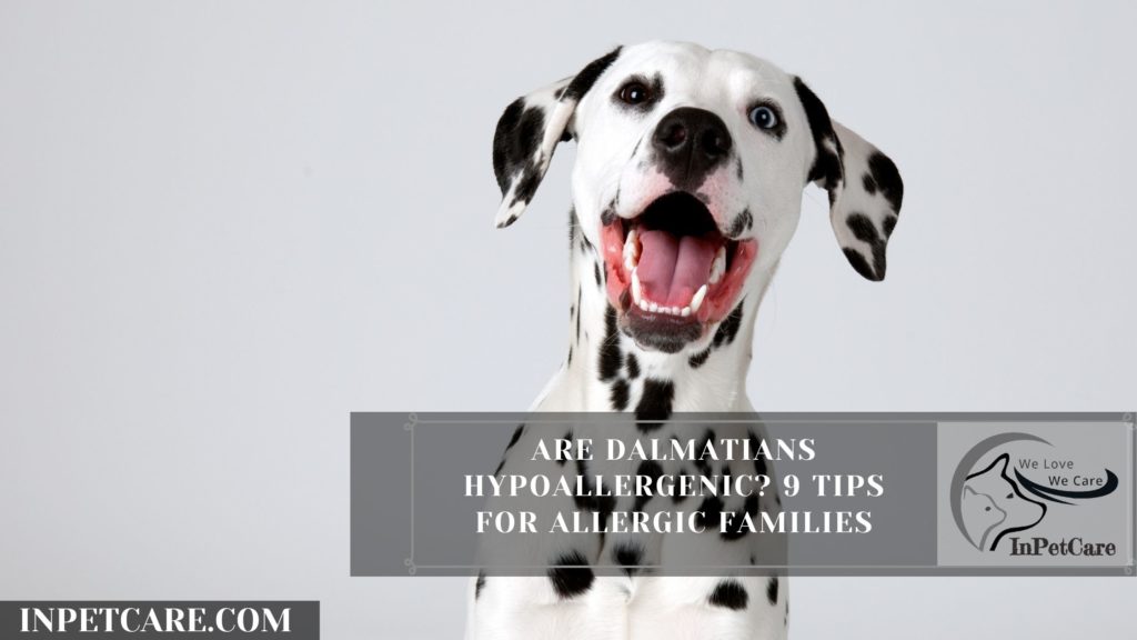Are Dalmatians Hypoallergenic? 9 Tips For Allergic Families