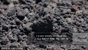 5 Easy Steps To Prepare Lava Rocks For Aquarium