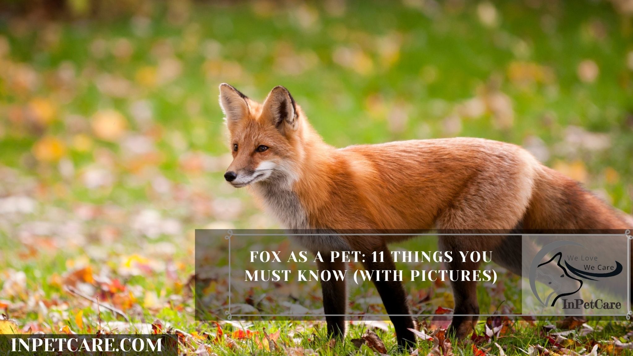 Fox As A Pet 11 Things You Must Know (with Pictures)