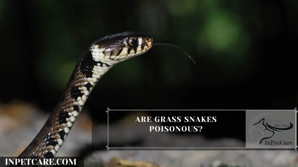 Are Grass Snakes Poisonous?