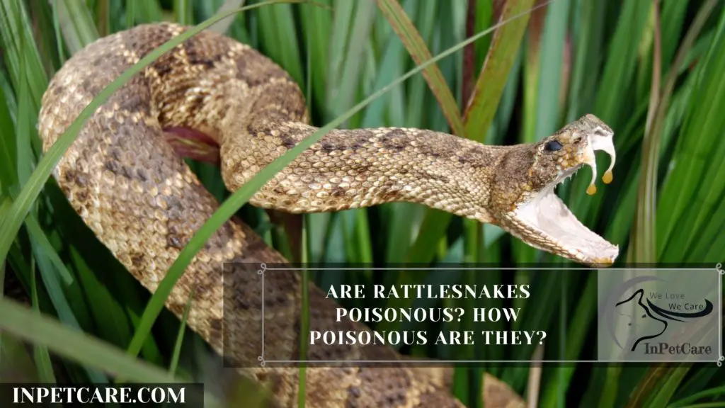 Are Rattlesnakes Poisonous? How Poisonous Are They?