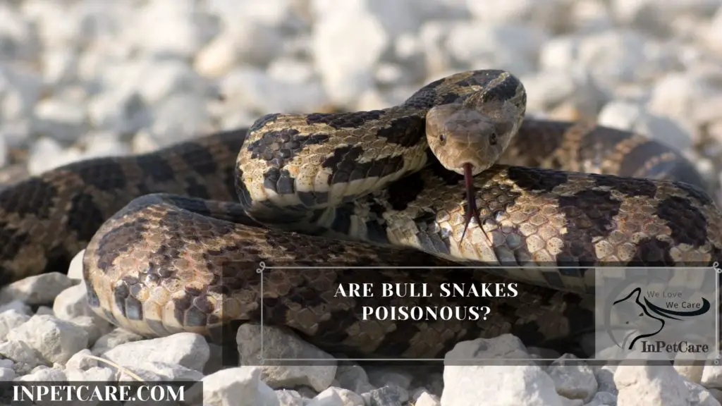 Are Bull Snakes Poisonous?