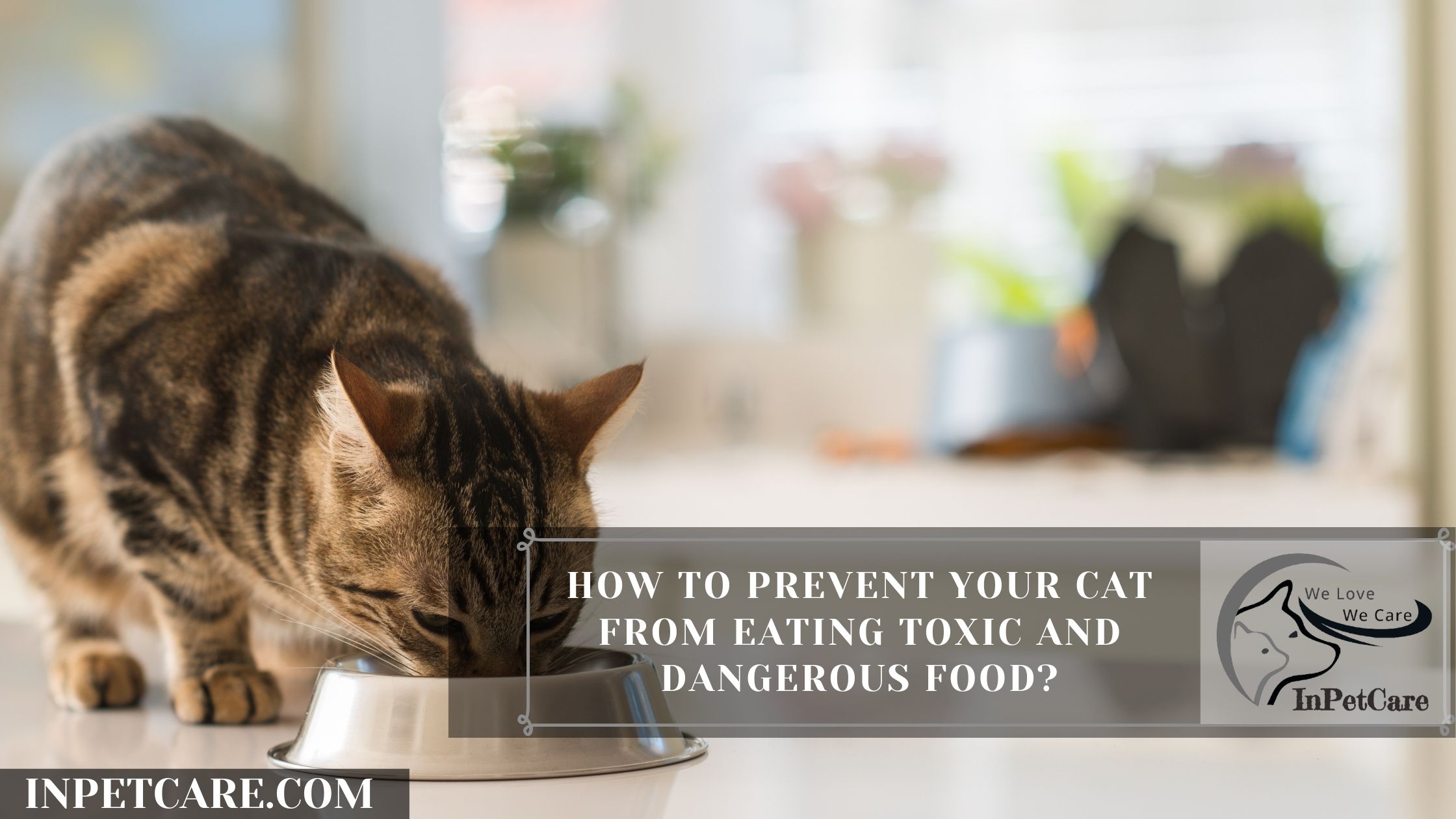 How To Prevent Your Cat From Eating Toxic And Dangerous Food?