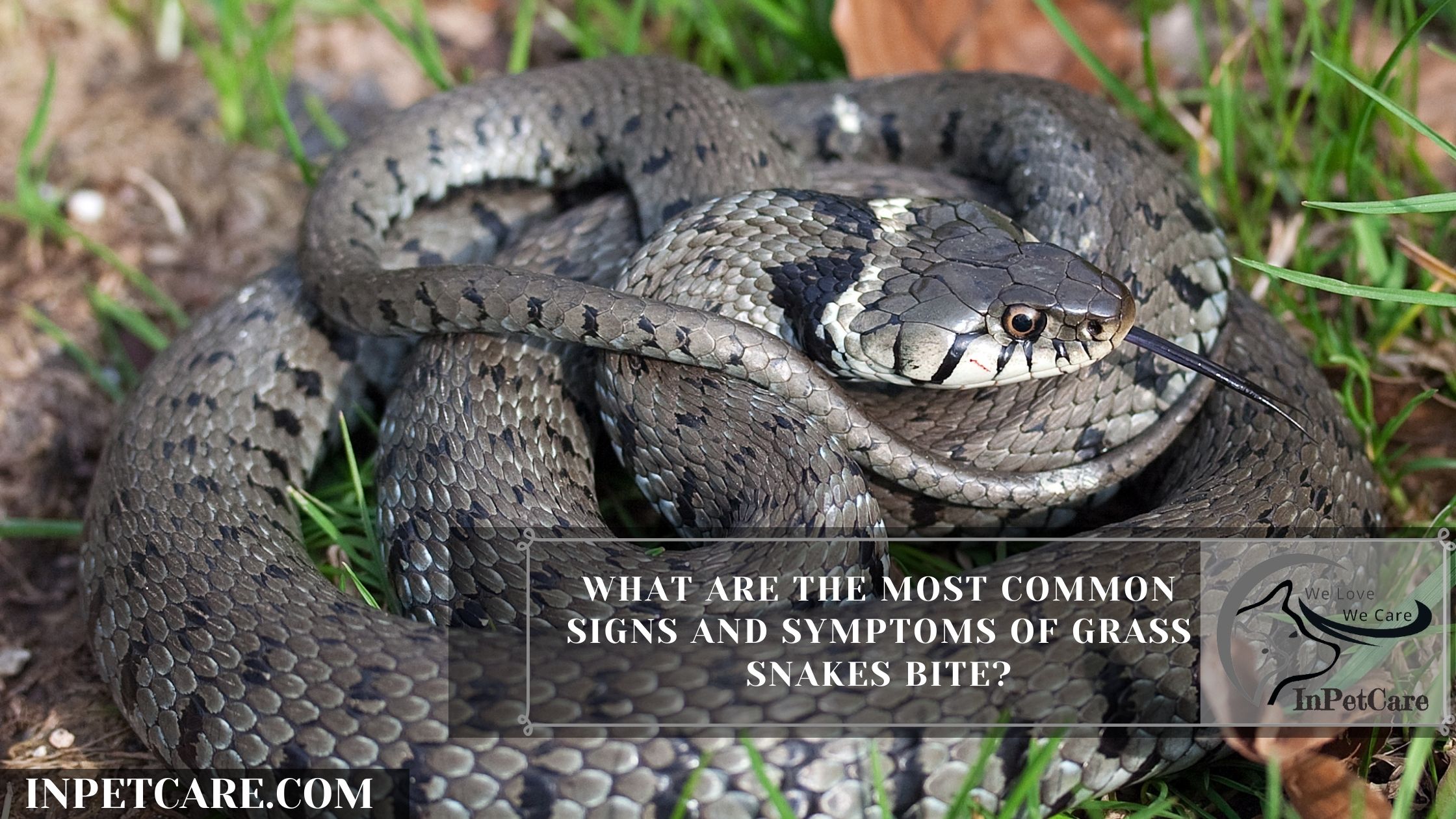 What Are The Most Common Signs And Symptoms Of Grass Snakes Bite?