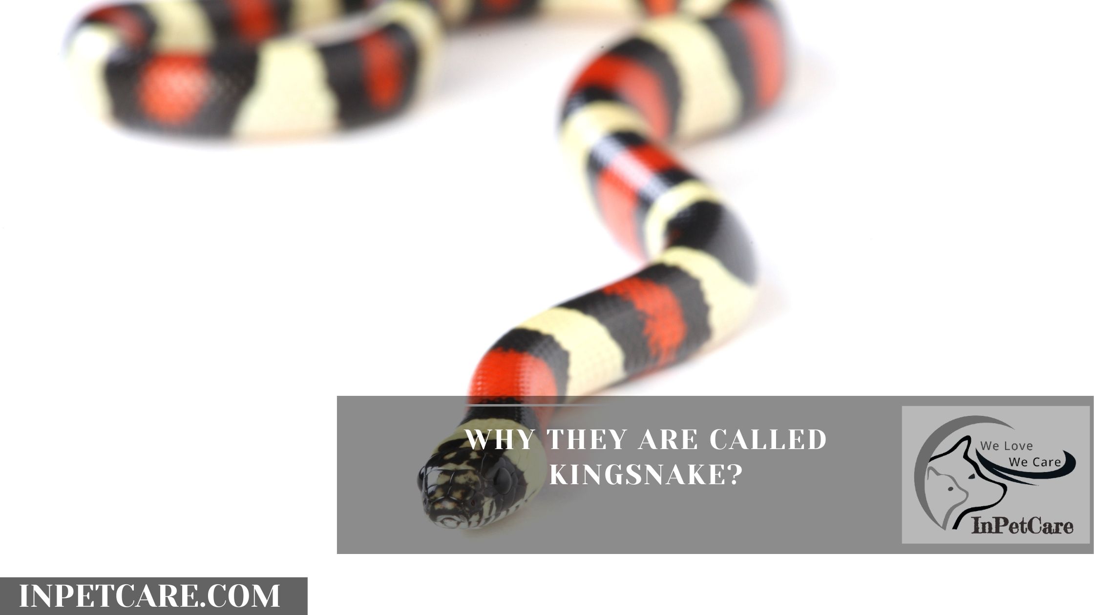 Why They Are Called Kingsnake?