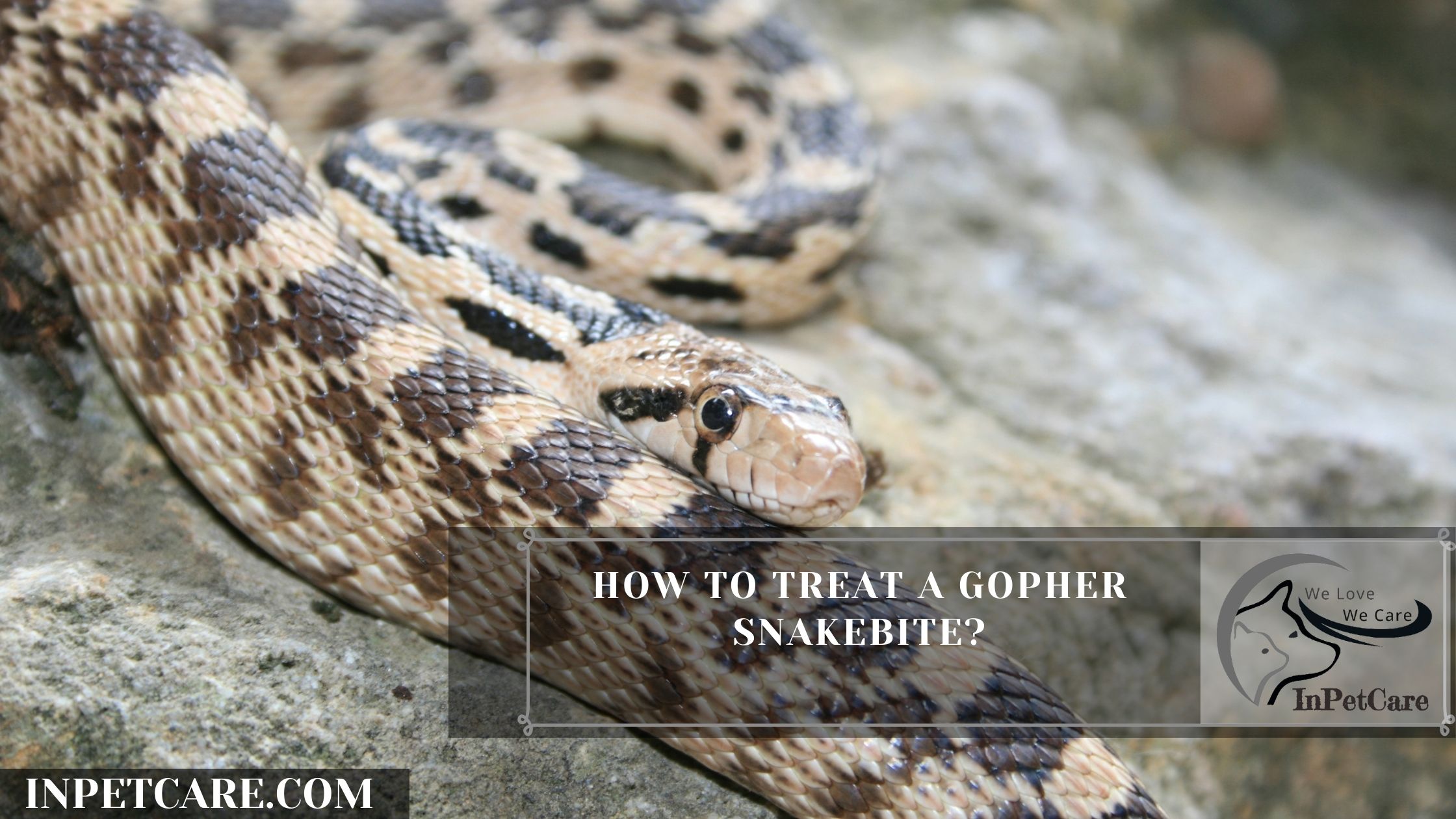 How To Treat A Gopher Snakebite?