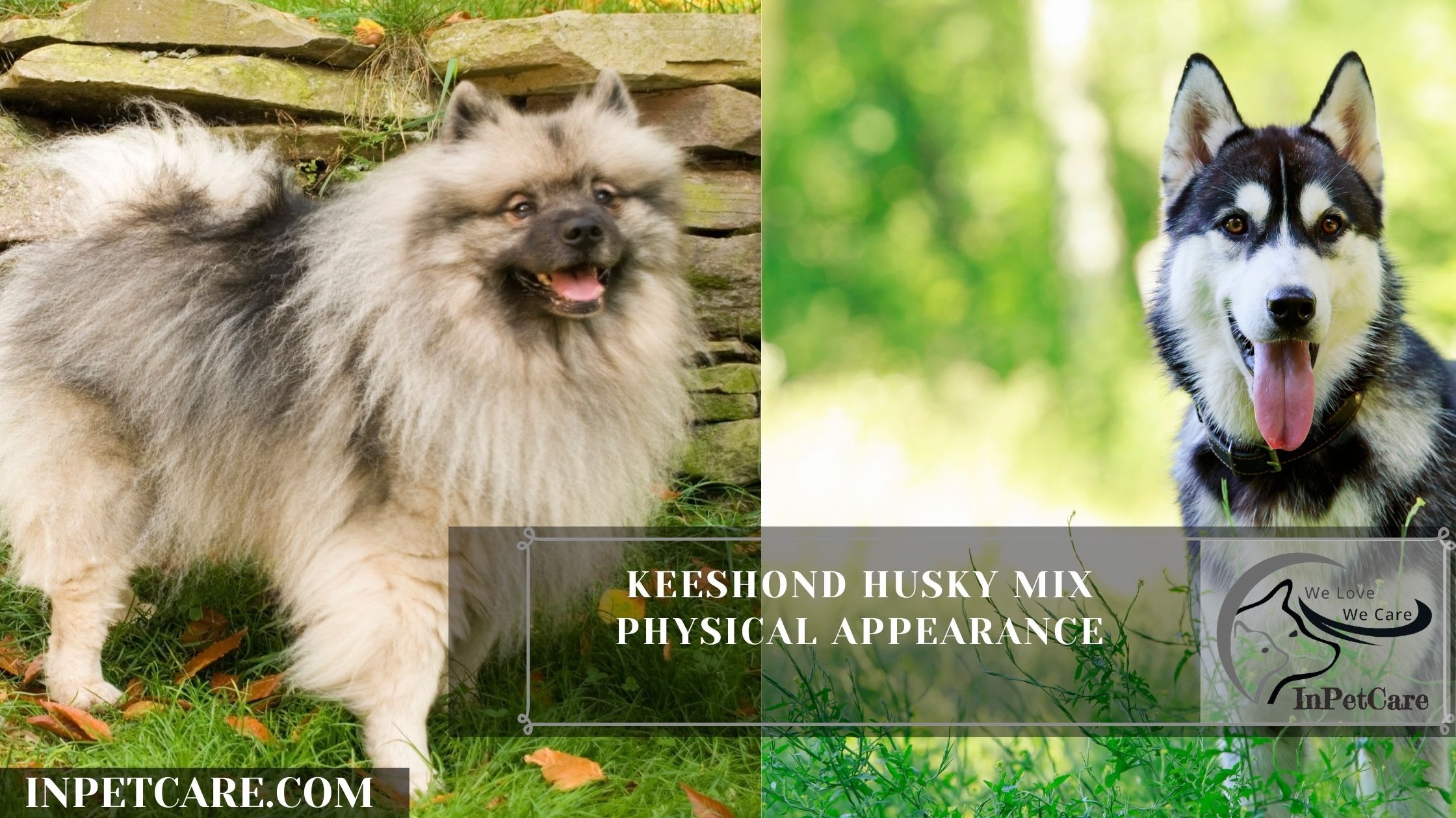 Keeshond Husky Mix Physical appearance