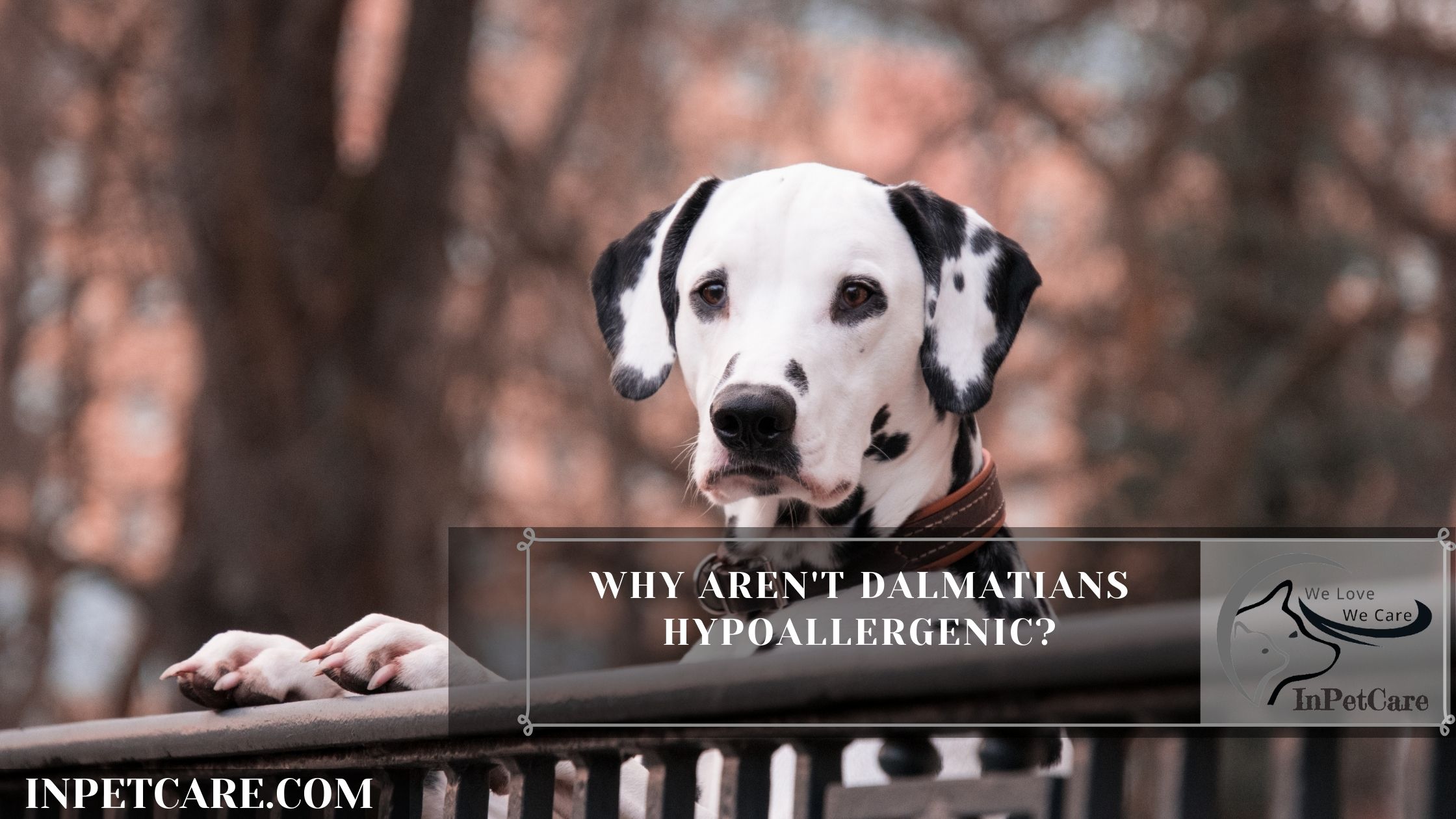 Why aren't Dalmatians hypoallergenic?