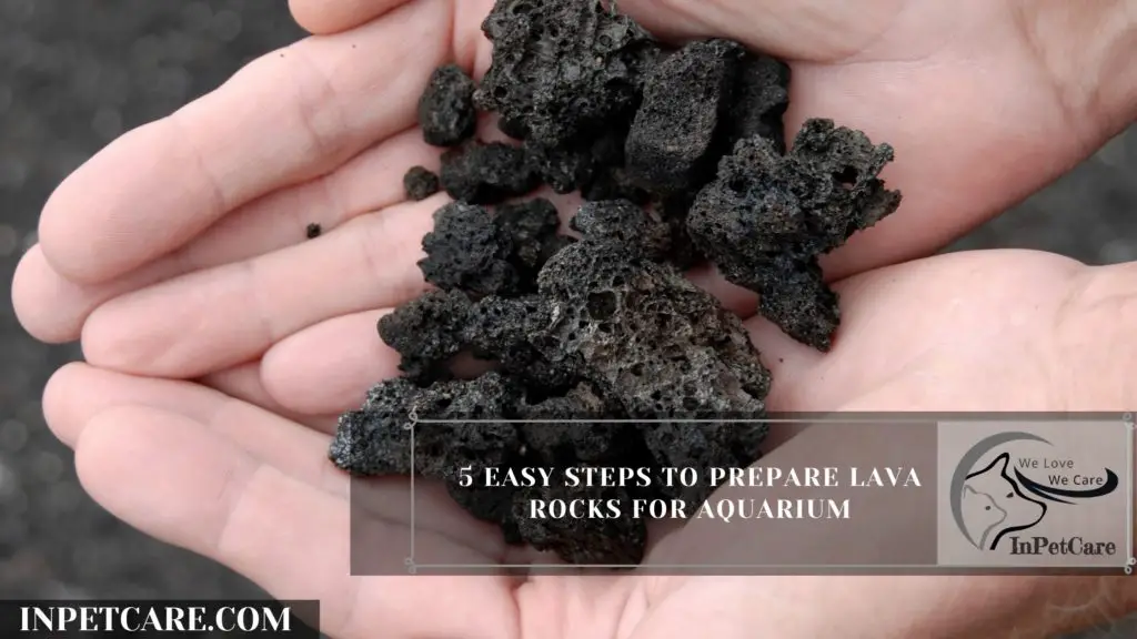 5 Easy Steps to prepare lava rocks for aquarium