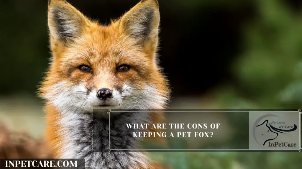 What are the Cons of keeping a fox as a pet?