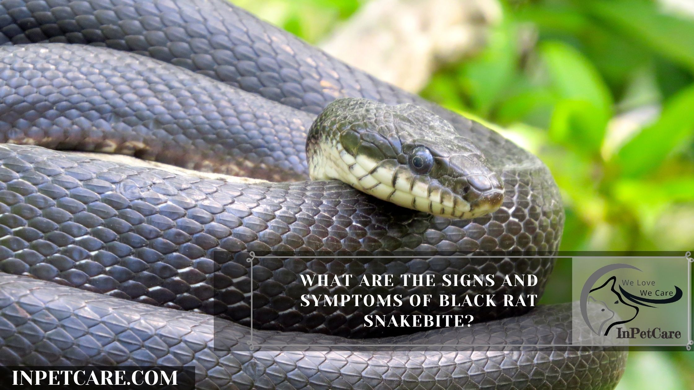 What Are The Signs and Symptoms Of Black Rat Snakebite?