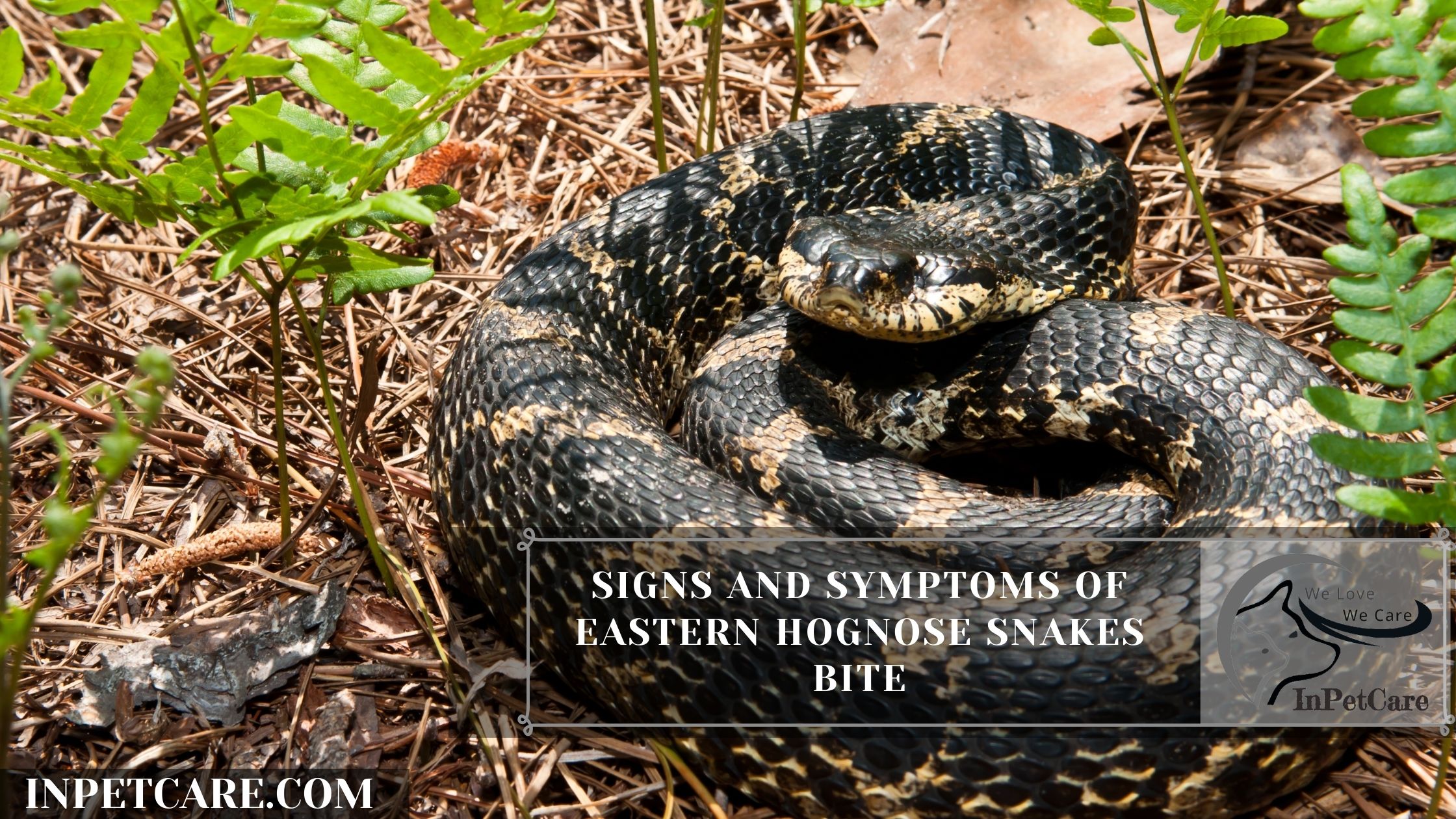 Signs and Symptoms Of Eastern Hognose Snakes Bite
