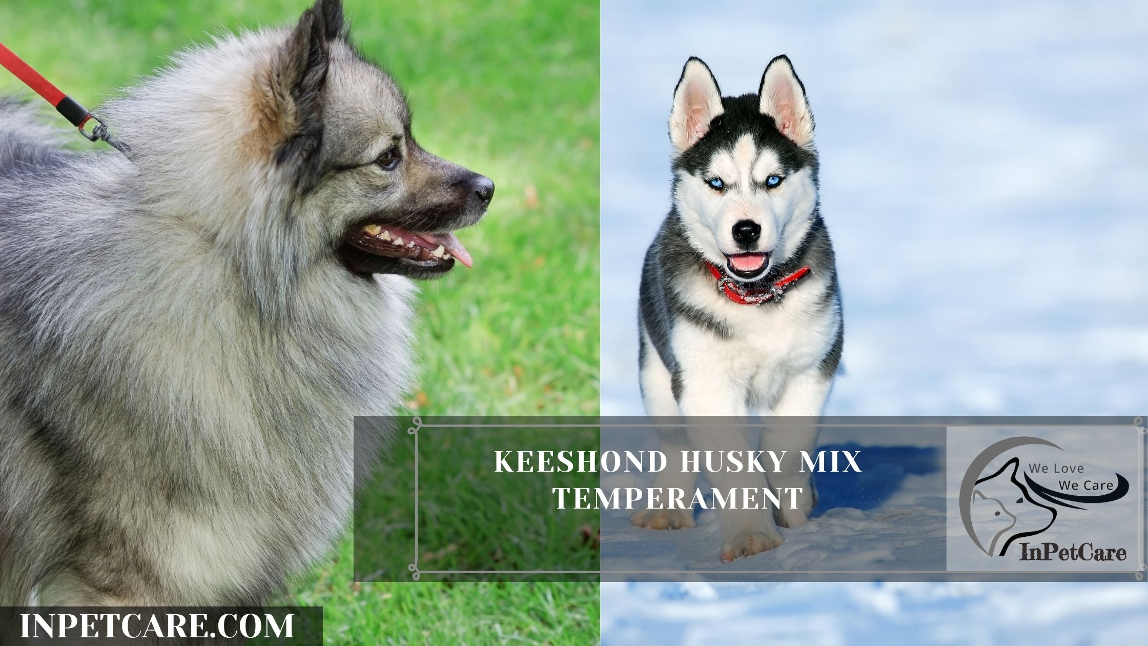 Keeshond Husky Mix Temperament