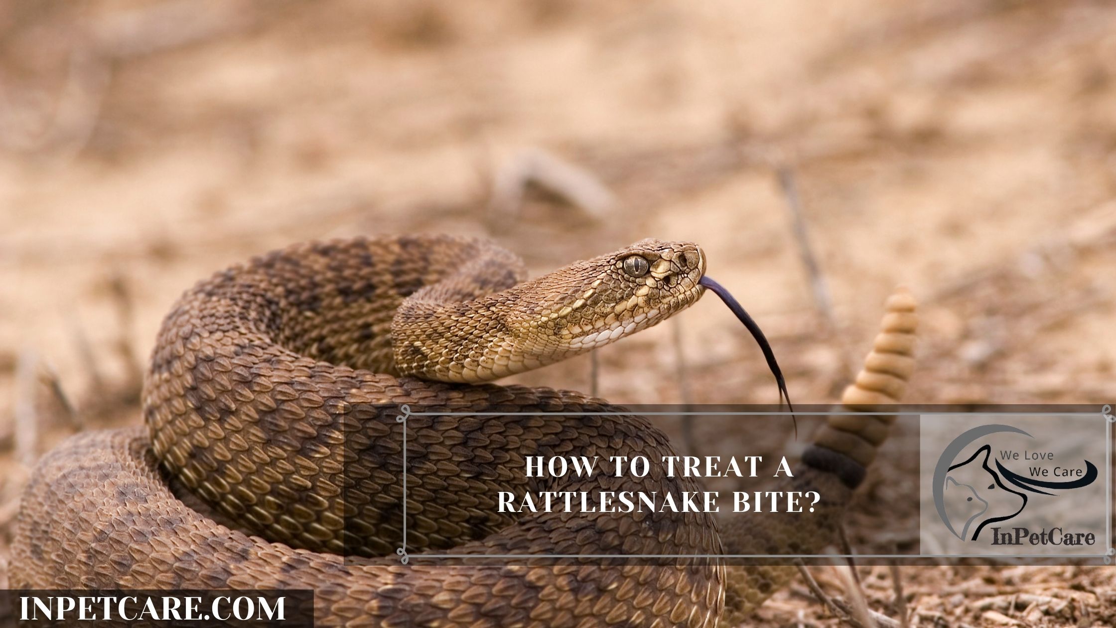 How To Treat a Rattlesnake Bite?