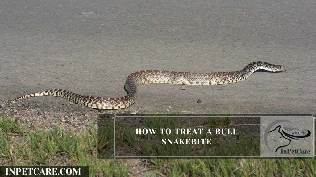 Are Bull Snakes Poisonous? » In Pet Care
