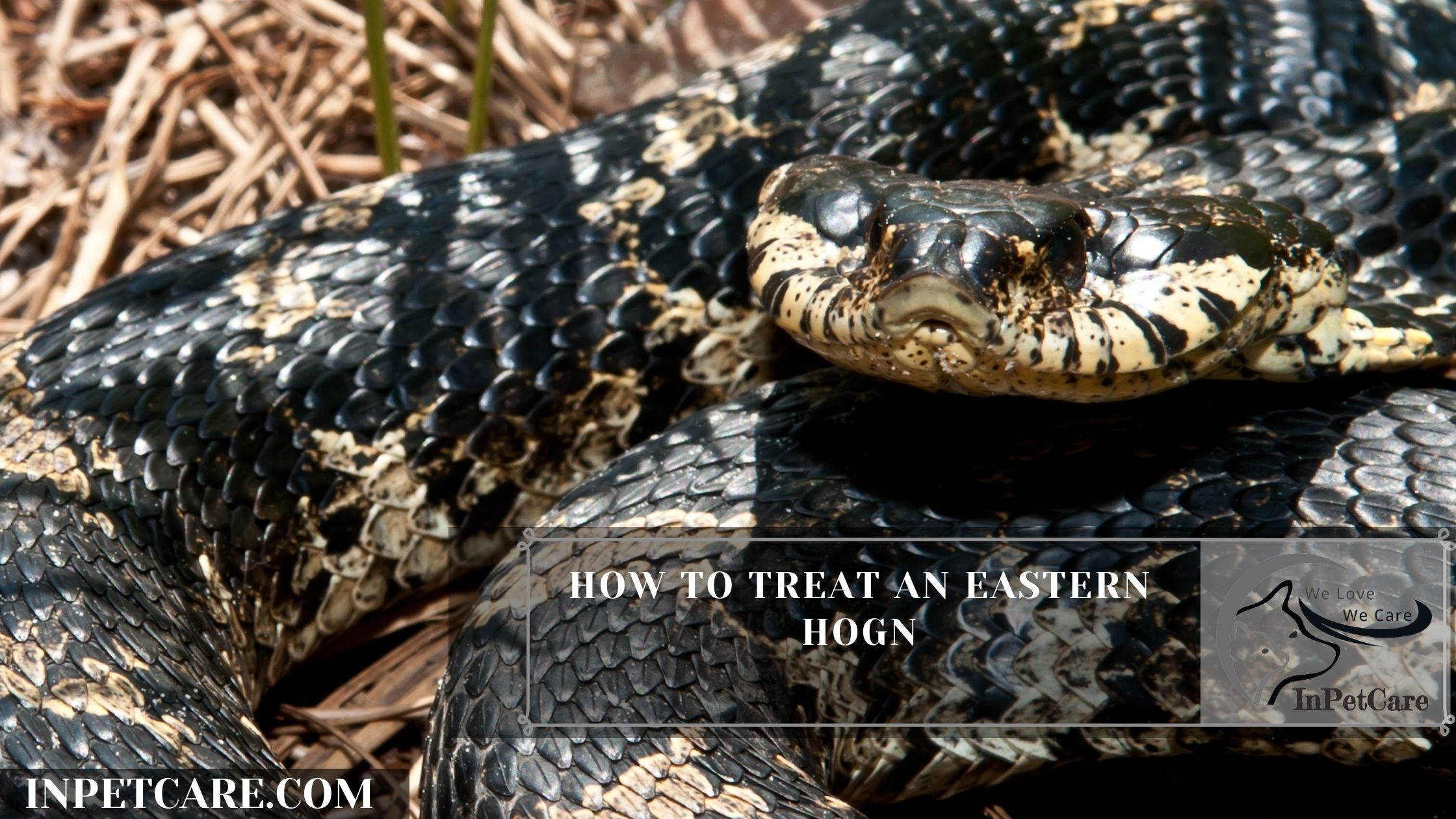How To Treat An Eastern Hognose Snakes Bite?