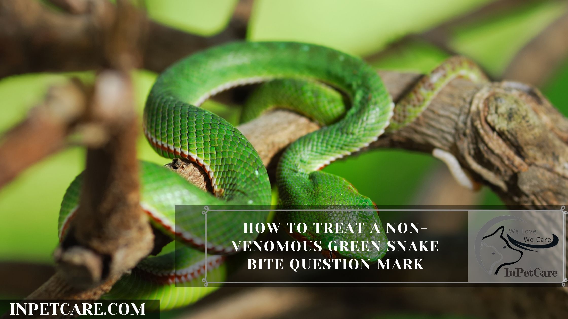 How to treat a non-venomous green snake bite question mark