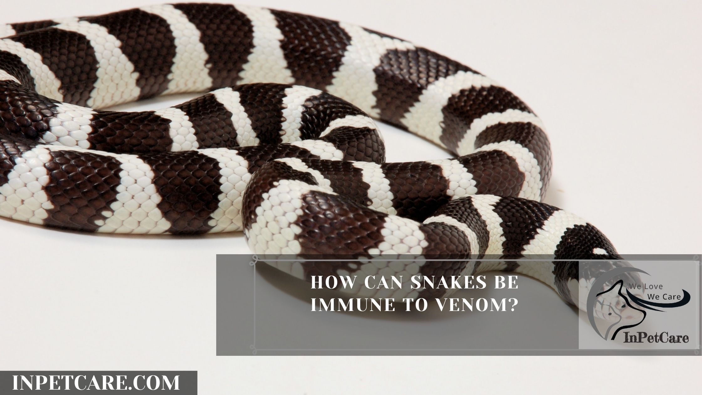How Can Snakes Be Immune To Venom?
