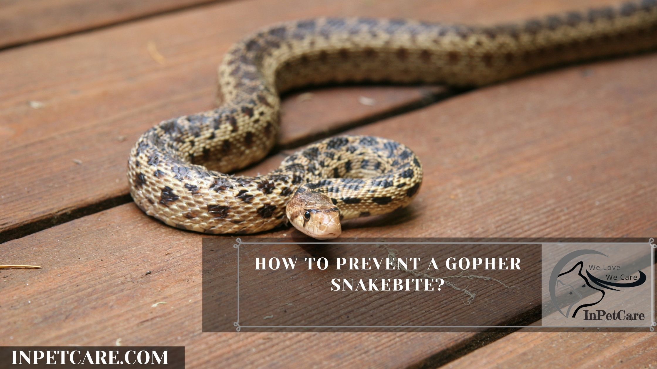 How To Prevent A Gopher Snakebite?